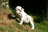 BULLDOG ANGLAIS 227